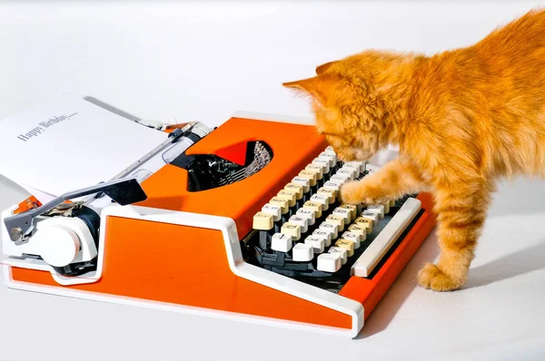 푹신하고 여우처럼 고양이는 인쇄용 오렌지 기계와 — 스톡 사진