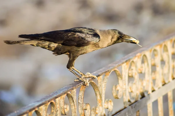 Nahaufnahme Einer Schwarzen Krähe Auf Einem Geländer Der Stadt Hurghada — Stockfoto