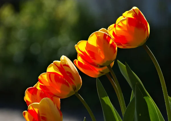 Belles Tulipes Dans Jardin — Photo