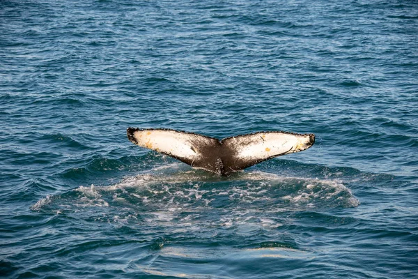 Bultrug Walvis Ijsland Van Walvissen Kijken Reis — Stockfoto