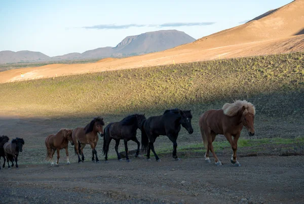 Ijslandse Paard Het Gebied Van Schilderachtige Natuur Landschap Van Ijsland — Stockfoto