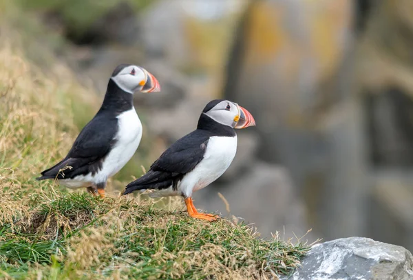 Atlantische Papegaaiduiker Ook Bekend Als Gewone Papegaaiduiker — Stockfoto