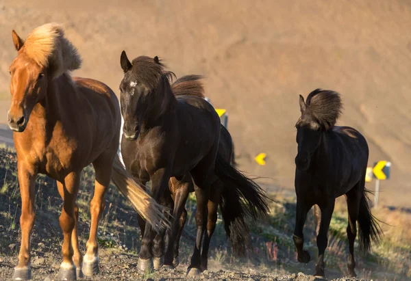 Islandský Kůň Oblasti Malebné Krajiny Islandu Islandský Kůň Plemeno Koně — Stock fotografie