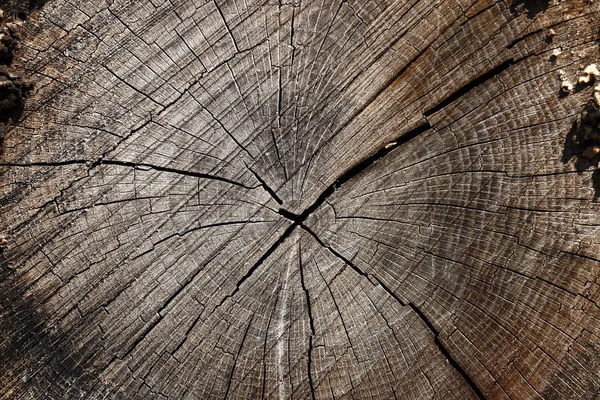 树干和木头作为背景 — 图库照片