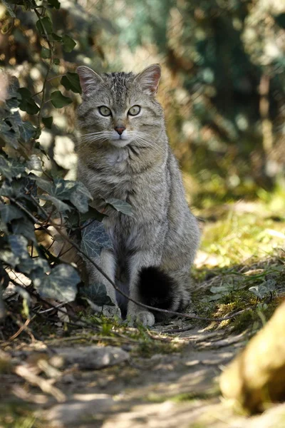 Playful Funny Cat Animal Pet Concept — Stock Photo, Image