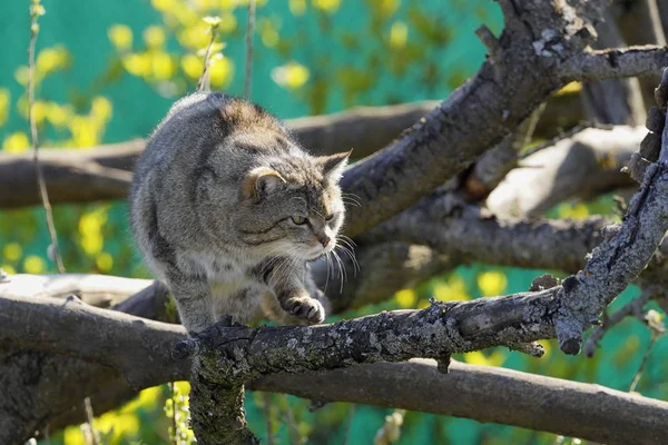 Neşeli Komik Kedi Hayvan Evcil Hayvan Konsepti — Stok fotoğraf