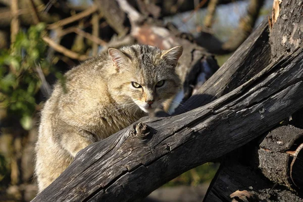 Lekfullt Och Roligt Katt Djur Eller Husdjur Koncept — Stockfoto