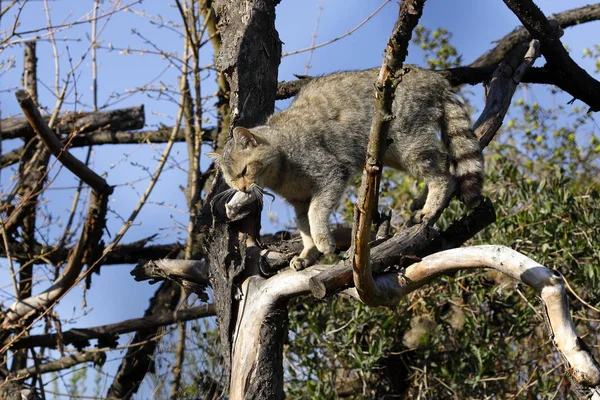 遊び心があり面白い猫や動物やペットの概念は — ストック写真