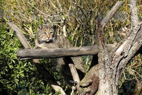 Gato Juguetón Divertido Animal Mascota Concepto —  Fotos de Stock