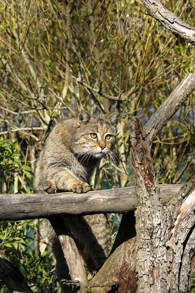 遊び心があり面白い猫や動物やペットの概念は — ストック写真