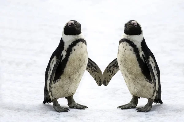Pingouins Tuberculés Nature Sauvage — Photo