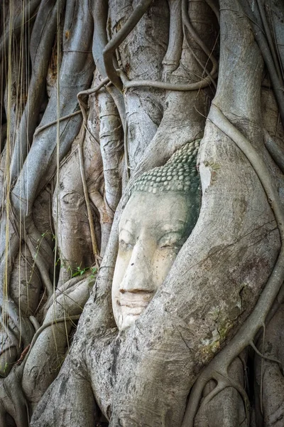 Buddha Head Gyökerek Wat Phra Mahathat Templom Ayutthaya Thaiföld — Stock Fotó