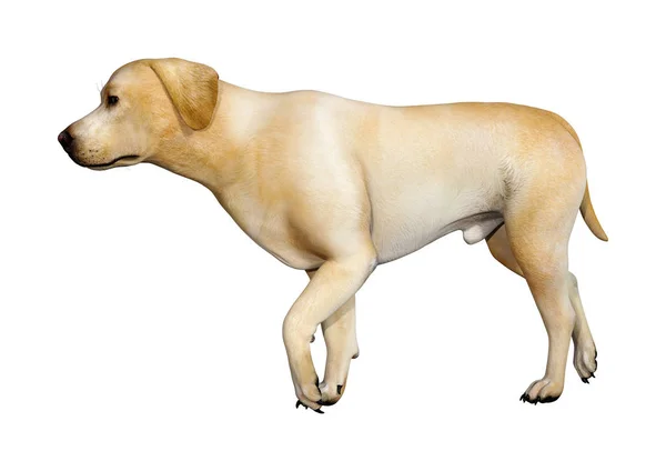 Vykreslení Žlutého Labradora Psa Izolovaného Bílém Pozadí — Stock fotografie