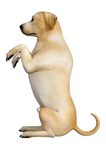 白い背景に隔離された黄色いラブラドール犬の3Dレンダリング — ストック写真