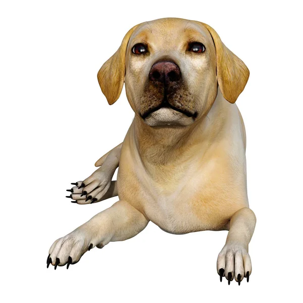 Renderização Cão Labrador Amarelo Isolado Fundo Branco — Fotografia de Stock