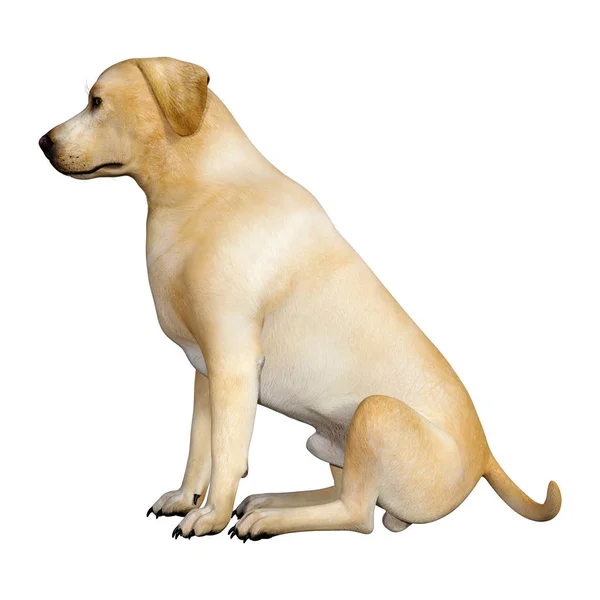 Återgivning Gul Labrador Hund Isolerad Vit Bakgrund — Stockfoto