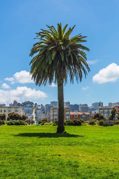 Дерево Пальми Зеленому Полі Тлі Схилу Сан Франциско — стокове фото