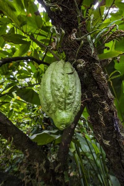 Cocoa Pod Saint Lucia Caribbean Sea — Stock Photo, Image