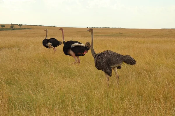 Três Avestruzes Masai Mara Masai Quênia — Fotografia de Stock