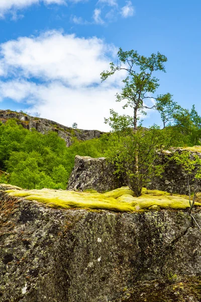 Roche Est Couverte Mousse Sur Laquelle Pousse Bouleau Nain Toundra — Photo