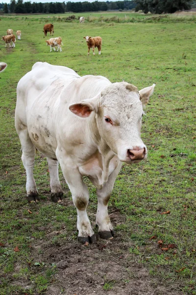 Cows Pasture — Stock Photo, Image