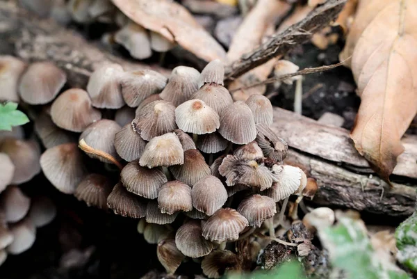 Eine Nahaufnahme Eines Pilzes Wald — Stockfoto