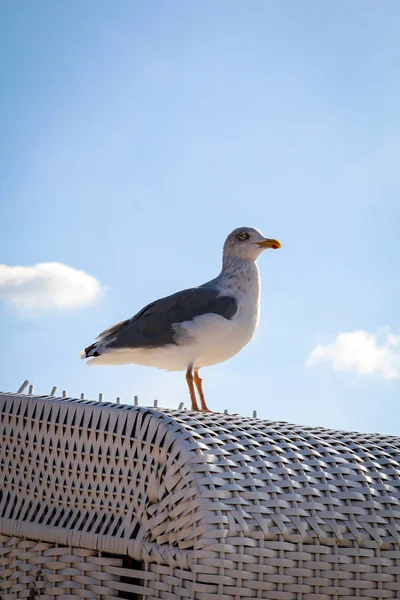 Eine Möwe Strand Der Ostsee — Stockfoto