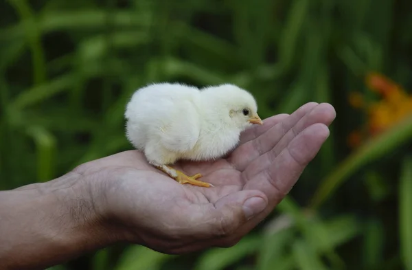 Pollo Mano Los Pequeños Polluelos Recién Nacidos Las Manos Del — Foto de Stock