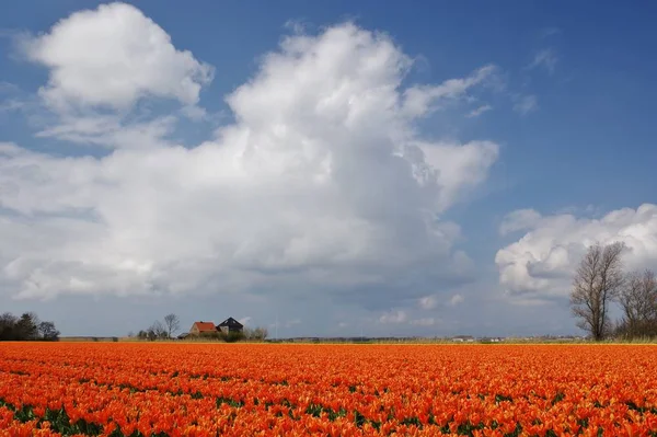 Campos Tulipanes Cerca Julianadorp Distrito Den Helder Provincia Holanda Septentrional —  Fotos de Stock