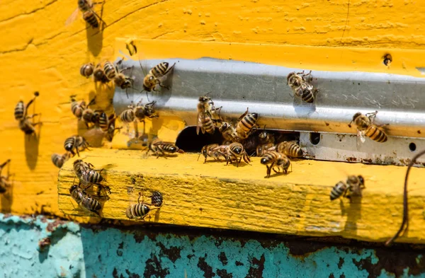 Bees fly at the entrance to the hive. Tray of the hive. Hole entrance to the hive. Honey bees on the home apiary. The technology breeding of honey bees.