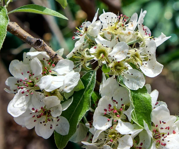 Větev Bílými Kvetoucích Hrušní Plný Rám — Stock fotografie