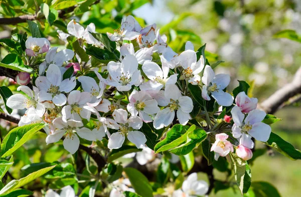 Huerto Manzanas Floreciente Los Árboles Adultos Florecen Huerto Manzanas Jardín —  Fotos de Stock