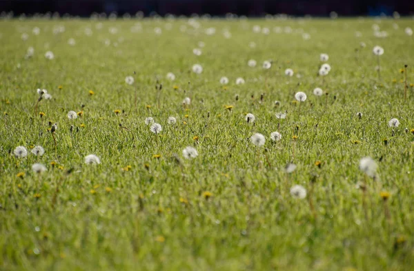 Close Dandelions Meadow Daytime — Stock Photo, Image