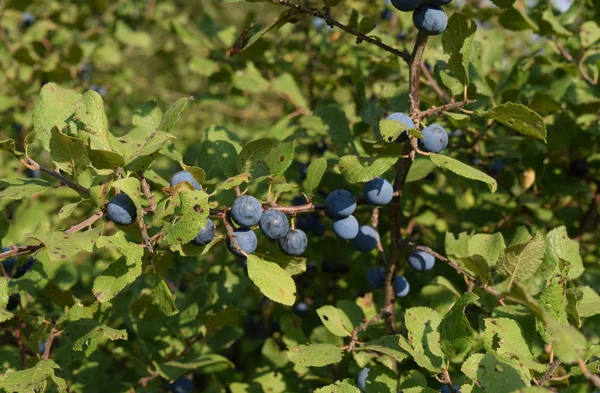 Vad Szilvafélék Bogyói Egy Sloe Vad Gyümölcs Természetben — Stock Fotó