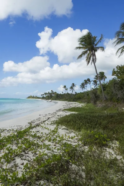 Mar Caribe República Dominicana Isla Saona Parque Nacional Del Este — Foto de Stock