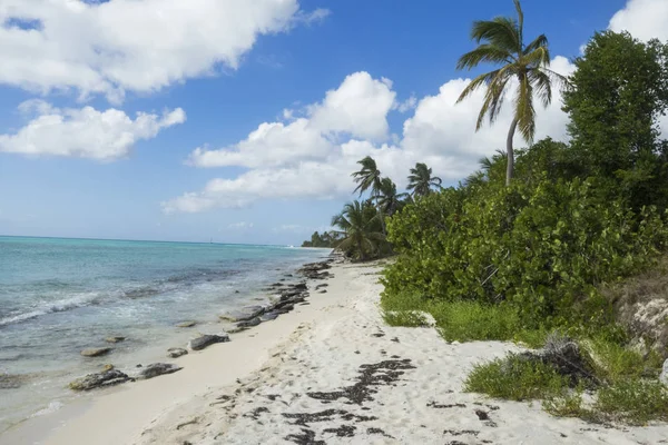 Mar Dei Caraibi Repubblica Dominicana Isola Saona Parque Nacional Del — Foto Stock