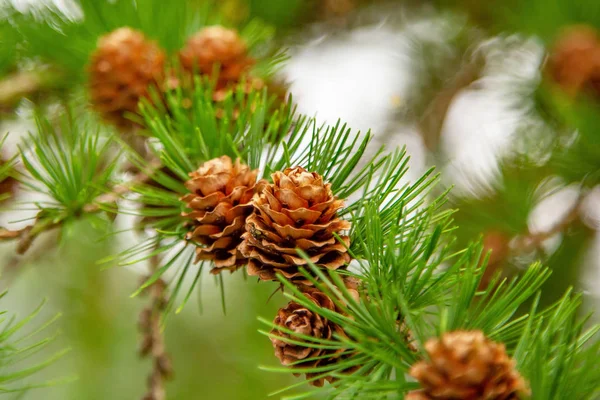 Pine Cones Branch Close Cone Pine Shallow Deep Field Evergreen — Stock Photo, Image