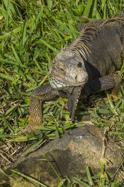 Animal Sauvage Exotique Lézard Reptile — Photo