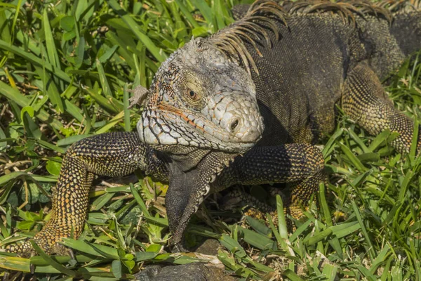 Animais Selvagens Exóticos Lagarto Réptil — Fotografia de Stock