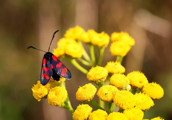 Close Van Een Vlinder Wandelen Een Plant — Stockfoto