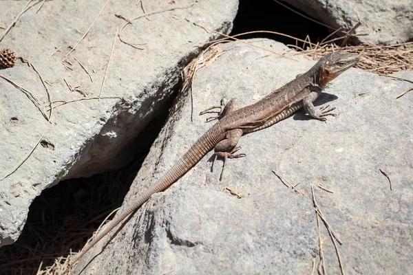 Close Lizard Habitat Wildness Concept — Stock Photo, Image