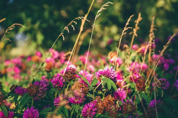 Prairie Fleurs Trèfle Rose Par Une Journée Ensoleillée Focus Sélectif — Photo