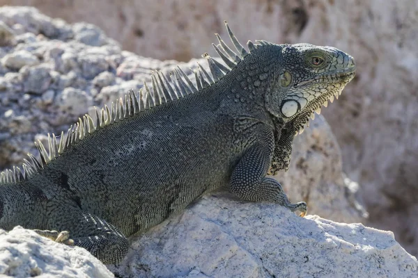 Animal Sauvage Exotique Lézard Reptile — Photo