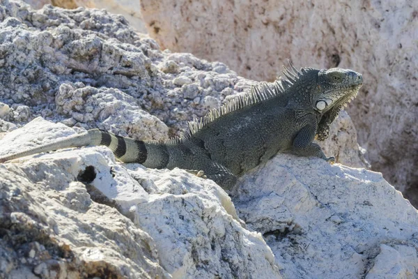 Animal Silvestre Exótico Lagarto Subrepticio — Foto de Stock