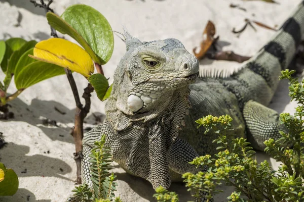 Animais Selvagens Exóticos Lagarto Réptil — Fotografia de Stock