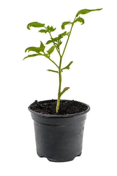 Planta Tomate Joven Maceta Aislada Sobre Blanco — Foto de Stock