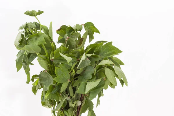 Ramo Hojas Roselle Gongura Hibiscus Sabdariffa Sobre Fondo Blanco — Foto de Stock