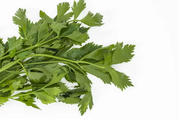 Bunch Celery Leaves Apium Graveolens White Background — Stock Photo, Image