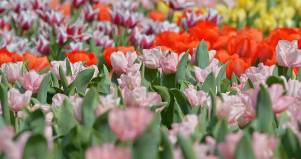 Tulipán Květinové Pole — Stock fotografie