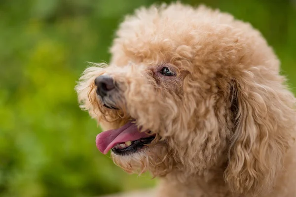 Cão Raça Pura Poodle Cão Encaracolado — Fotografia de Stock